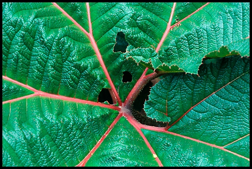 Costa Rica Leaf.jpg